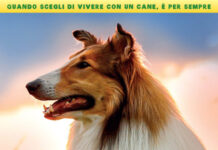 Lessie. Torna a casa – Valutazione pastorale